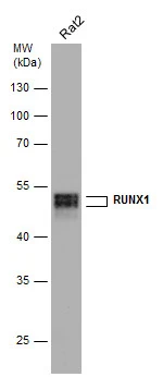 Whole cell extract (30 μg) was separated by 10% SDS-PAGE, and the membrane was blotted with RUNX1 antibody (GTX129100) diluted at 1:1000.