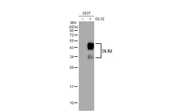 DLX2 antibody
