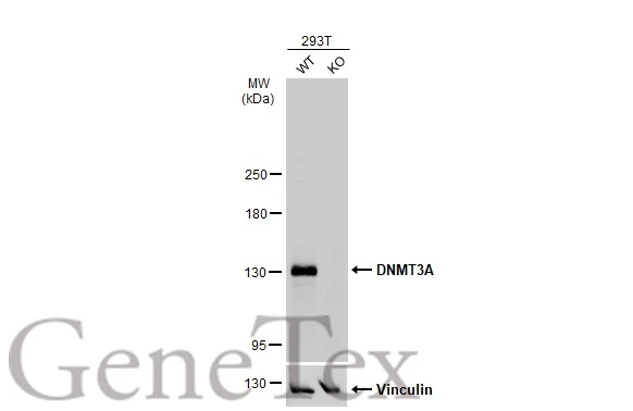 Wild-type (WT) and DNMT3A knockout (KO) 293T cell extracts (30 μg) were separated by 5% SDS-PAGE, and the membrane was blotted with DNMT3A antibody (GTX129125) diluted at 1:1000. The HRP-conjugated anti-rabbit IgG antibody (GTX213110-01) was used to detect the primary antibody. Wild-type (WT) and DNMT3A knockout (KO) 293T cell extracts (30 μg) were separated by 5% SDS-PAGE, and the membrane was blotted with DNMT3A antibody (GTX129125) diluted at 1:1000. The HRP-conjugated anti-rabbit IgG antibody (GTX213110-01) was used to detect the primary antibody.