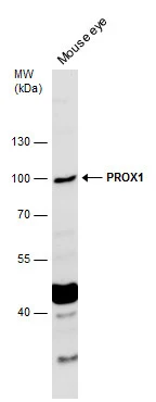PROX1 antibody