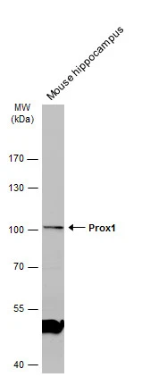 PROX1 antibody