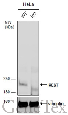 Wild-type (WT) and REST knockout (KO) HeLa cell extracts (30 μg) were separated by 5% SDS-PAGE, and the membrane was blotted with REST antibody (GTX129144) diluted at 1:500. The HRP-conjugated anti-rabbit IgG antibody (GTX213110-01) was used to detect the primary antibody.