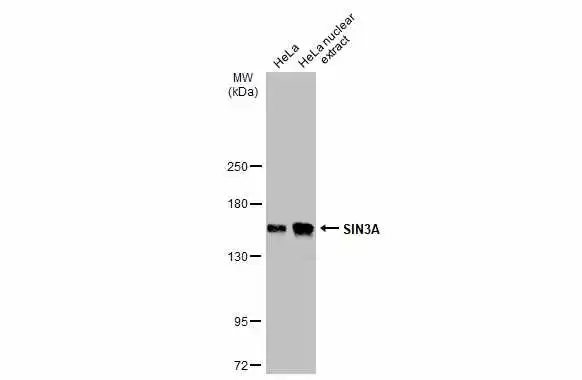 SIN3A antibody immunoprecipitates SIN3A protein in IP experiments.