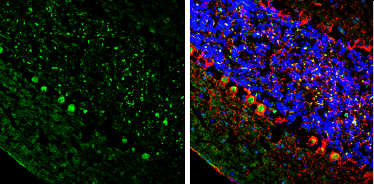 ER81 antibody detects ER81 protein by immunohistochemical analysis. Sample: Frozen-sectioned mouse cerebellum. Green: ER81 stained by ER81 antibody (GTX129202) diluted at 1:250. Red: NF-H, stained by NF-H antibody [GT114] (GTX634289) diluted at 1:500. Blue: Fluoroshield with DAPI (GTX30920).