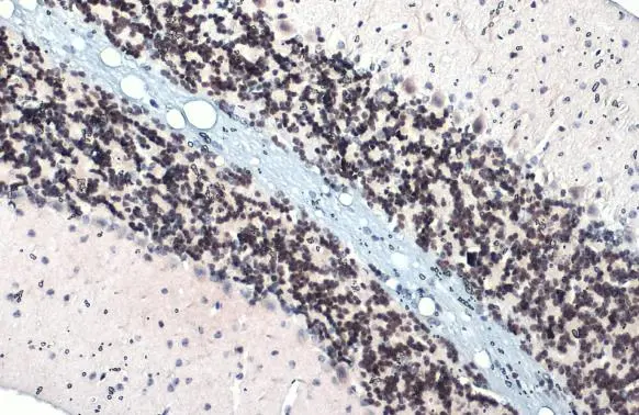 ER81 antibody detects ER81 protein at nucleus by immunohistochemical analysis. Sample: Paraffin-embedded mouse brain. ER81 stained by ER81 antibody (GTX129202) diluted at 1:500. Antigen Retrieval: Citrate buffer, pH 6.0, 15 min