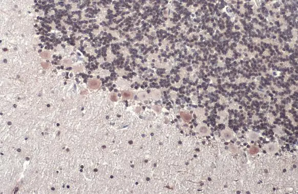 ER81 antibody detects ER81 protein at nucleus by immunohistochemical analysis. Sample: Paraffin-embedded rat brain. ER81 stained by ER81 antibody (GTX129202) diluted at 1:500. Antigen Retrieval: Citrate buffer, pH 6.0, 15 min