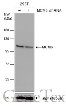 Non-transfected (–) and transfected (+) 293T whole cell extracts (30 μg) were separated by 7.5% SDS-PAGE, and the membrane was blotted with MCM6 antibody (GTX129216) diluted at 1:1000.