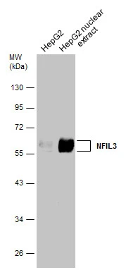 HepG2 whole cell and nuclear extracts (30 μg) were separated by 10% SDS-PAGE, and the membrane was blotted with NFIL3 antibody (GTX129228) diluted at 1:500.
