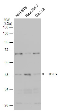 Various whole cell extracts (30 μg) were separated by 10% SDS-PAGE, and the membrane was blotted with USF2 antibody (GTX129239) diluted at 1:500.