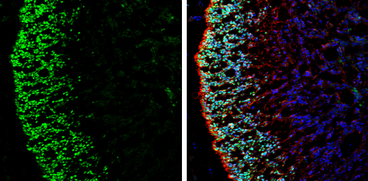 LHX2 antibody detects LHX2 protein by immunohistochemical analysis. Sample: Frozen-sectioned rat E13.5 brain. Green: LHX2 stained by LHX2 antibody (GTX129241) diluted at 1:250. Red: beta Tubulin 3/ Tuj1, stained by beta Tubulin 3/ Tuj1 antibody [GT1338] (GTX631831) diluted at 1:500. Blue: Fluoroshield with DAPI (GTX30920).