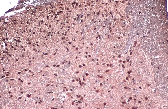 FOXP1 antibody detects FOXP1 protein at nucleus by immunohistochemical analysis. Sample: Paraffin-embedded mouse spinal cord. FOXP1 stained by FOXP1 antibody (GTX129252) diluted at 1:500. Antigen Retrieval: Citrate buffer, pH 6.0, 15 min