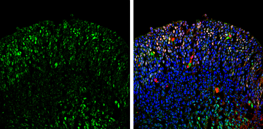 Neurogenin 2 antibody