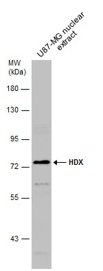 HDX antibody