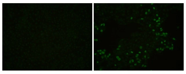 Anti-PRRS virus Nucleocapsid protein antibody (GTX129270