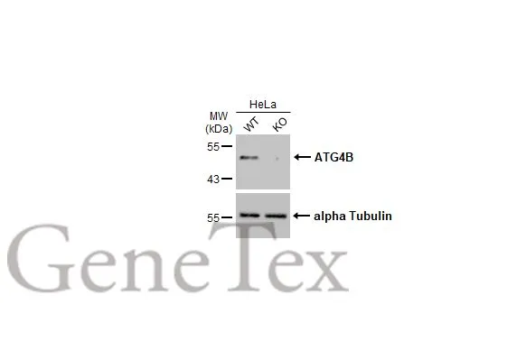 Wild-type (WT) andATG4B knockout (KO) HeLa cell extracts (30 μg) were separated by 10% SDS-PAGE, and the membrane was blotted with ATG4B antibody (GTX129276) diluted at 1:1000. The HRP-conjugated anti-rabbit IgG antibody (GTX213110-01) was used to detect the primary antibody.