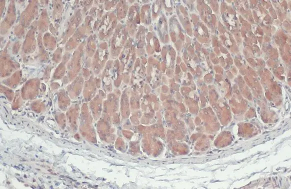 ATG4B antibody detects ATG4B protein at cytoplasm and nucleus by immunohistochemical analysis. Sample: Paraffin-embedded mouse stomach. ATG4B stained by ATG4B antibody (GTX129276) diluted at 1:500. Antigen Retrieval: Citrate buffer, pH 6.0, 15 min
