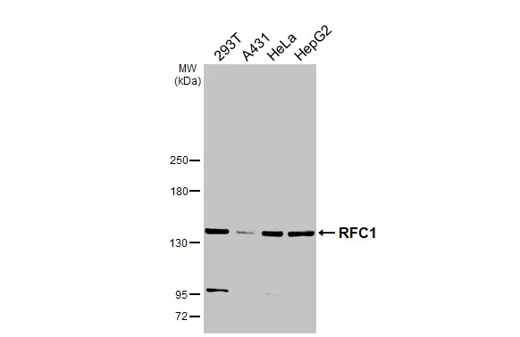 RFC1 antibody