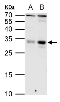 KLF9 antibody