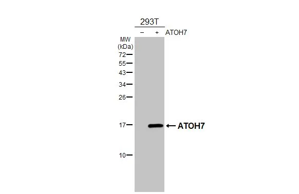 ATOH7 antibody