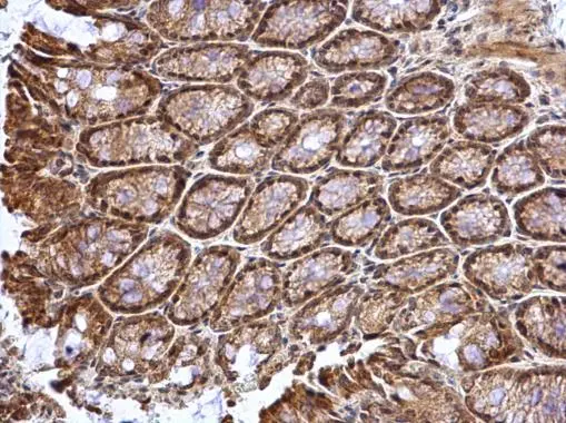 ATOH7 antibody detects ATOH7 protein at cytosol and nucleus on mouse colon by immunohistochemical analysis. Sample: Paraffin-embedded mouse colon. ATOH7 antibody (GTX129391) dilution: 1:1000. 
 Antigen Retrieval: Trilogy? (EDTA based, pH 8.0) buffer, 15min