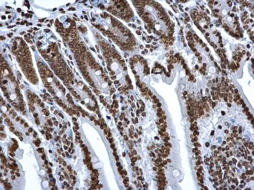 Histone H2A antibody detects Histone H2A protein at nucleus on mouse intestine by immunohistochemical analysis. Sample: Paraffin-embedded mouse intestine. Histone H2A antibody (GTX129418) dilution: 1:500. 
 Antigen Retrieval: Trilogy? (EDTA based, pH 8.0) buffer, 15min