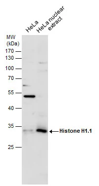 HeLa whole cell and nuclear extracts (30 μg) were separated by 12% SDS-PAGE, and the membrane was blotted with Histone H1.1 antibody (GTX129419) diluted at 1:1000.