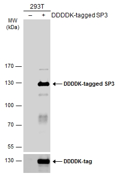 Non-transfected (–) and transfected (+) 293T whole cell extracts (30 μg) were separated by 7.5% SDS-PAGE, and the membrane was blotted with SP3 antibody (GTX129426) diluted at 1:1000. The HRP-conjugated anti-rabbit IgG antibody (GTX213110-01) was used to detect the primary antibody.