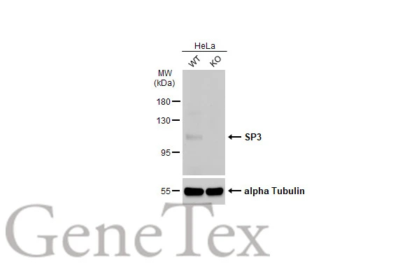 Wild-type (WT) and SP3 knockout (KO) HeLa cell extracts (30 μg) were separated by 7.5% SDS-PAGE, and the membrane was blotted with SP3 antibody (GTX129426) diluted at 1:1000. The HRP-conjugated anti-rabbit IgG antibody (GTX213110-01) was used to detect the primary antibody. Corresponding RNA expression data for the same cell lines are based on Human Protein Atlas program.