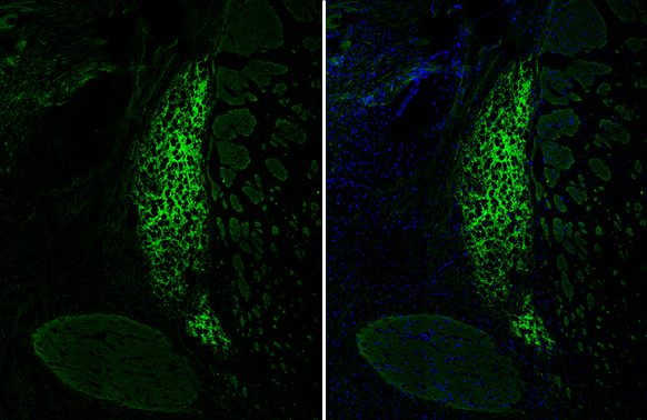 VIP antibody detects VIP protein by immunohistochemical analysis. Sample: Frozen-sectioned mouse thalamus. Green: VIP stained by VIP antibody (GTX129461) diluted at 1:250. Blue: Fluoroshield with DAPI (GTX30920).