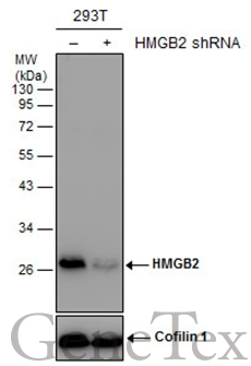 Non-transfected (–) and transfected (+) 293T whole cell extracts (30 μg) were separated by 12% SDS-PAGE, and the membrane was blotted with HMGB2 antibody (GTX129464) diluted at 1:2000.