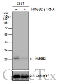 Non-transfected (–) and transfected (+) 293T whole cell extracts (30 μg) were separated by 12% SDS-PAGE, and the membrane was blotted with HMGB2 antibody (GTX129469) diluted at 1:1000.