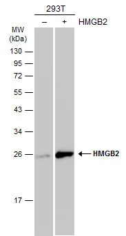 Non-transfected (–) and transfected (+) 293T whole cell extracts (30 μg) were separated by 12% SDS-PAGE, and the membrane was blotted with HMGB2 antibody (GTX129469) diluted at 1:3000. The HRP-conjugated anti-rabbit IgG antibody (GTX213110-01) was used to detect the primary antibody.
