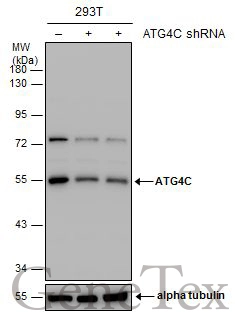 Non-transfected (–) and transfected (+) 293T whole cell extracts (30 μg) were separated by 10% SDS-PAGE, and the membrane was blotted with ATG4C antibody (GTX129488) diluted at 1:1000.