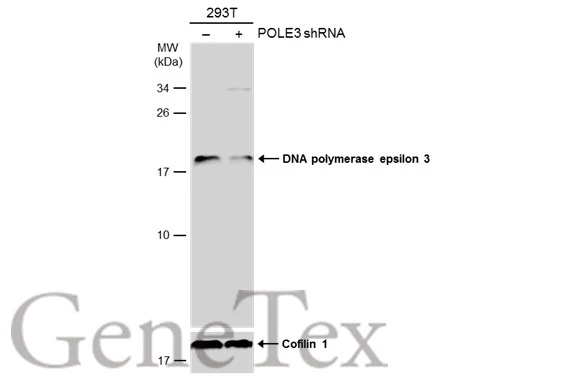 Non-transfected (–) and transfected (+) 293T whole cell extracts (30 μg) were separated by 15% SDS-PAGE, and the membrane was blotted with DNA polymerase epsilon 3 antibody (GTX129526) diluted at 1:2000. The HRP-conjugated anti-rabbit IgG antibody (GTX213110-01) was used to detect the primary antibody, and the signal was developed with Trident ECL plus-Enhanced.