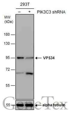 Non-transfected (–) and transfected (+) 293T whole cell extracts (30 μg) were separated by 7.5% SDS-PAGE, and the membrane was blotted with VPS34 antibody (GTX129528) diluted at 1:1000.