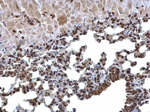 Histone H3 antibody detects Histone H3 protein at nucleus on mouse lung by immunohistochemical analysis. Sample: Paraffin-embedded mouse lung. Histone H3 antibody (GTX129546) dilution: 1:500. 
 Antigen Retrieval: Trilogy? (EDTA based, pH 8.0) buffer, 15min