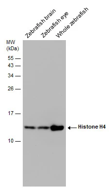 Various tissue extracts (30 μg) were separated by 15% SDS-PAGE, and the membrane was blotted with Histone H4 antibody (GTX129560) diluted at 1:1000.