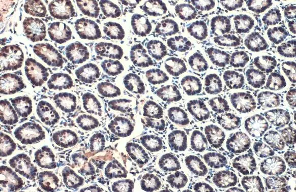 Histone H4 antibody detects Histone H4 protein at nucleus by immunohistochemical analysis. Sample: Paraffin-embedded mouse colon. Histone H4 stained by Histone H4 antibody (GTX129561) diluted at 1:500. Antigen Retrieval: Citrate buffer, pH 6.0, 15 min