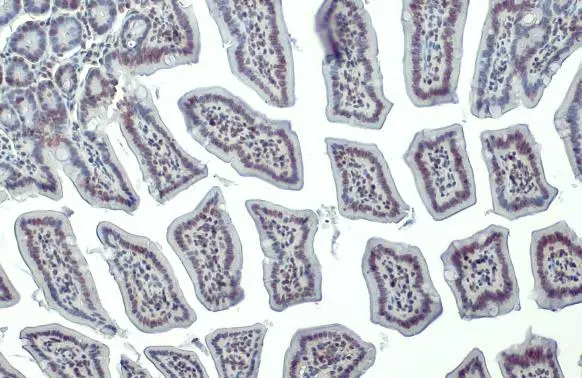 Histone H4 antibody detects Histone H4 protein at nucleus by immunohistochemical analysis. Sample: Paraffin-embedded mouse intestine. Histone H4 stained by Histone H4 antibody (GTX129561) diluted at 1:500. Antigen Retrieval: Citrate buffer, pH 6.0, 15 min
