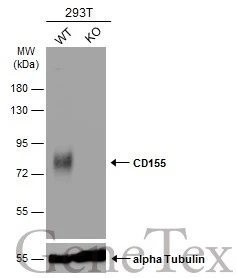Wild-type (WT) and CD155 knockout (KO) 293T cell extracts (30 μg) were separated by 10% SDS-PAGE, and the membrane was blotted with CD155 antibody (GTX129578) diluted at 1:500. The HRP-conjugated anti-rabbit IgG antibody (GTX213110-01) was used to detect the primary antibody.