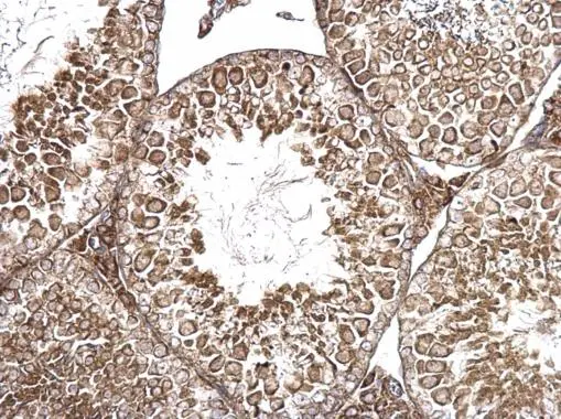 AMH antibody detects AMH protein at cytosol on mouse testis by immunohistochemical analysis. Sample: Paraffin-embedded mouse testis. AMH antibody (GTX129593) dilution: 1:500. 
 Antigen Retrieval: Trilogy? (EDTA based, pH 8.0) buffer, 15min