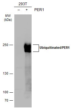 Non-transfected (–) and transfected (+) 293T whole cell extracts (30 μg) were separated by 5% SDS-PAGE, and the membrane was blotted with PER1 antibody (GTX129596) diluted at 1:5000. The HRP-conjugated anti-rabbit IgG antibody (GTX213110-01) was used to detect the primary antibody.
