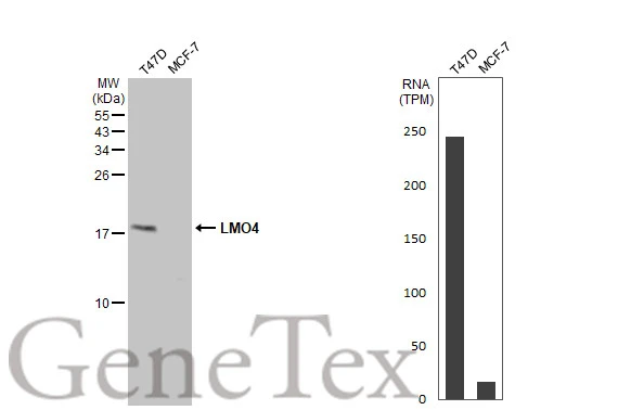 Various whole cell extracts (30 μg) were separated by 15% SDS-PAGE, and the membrane was blotted with LMO4 antibody (GTX129616) diluted at 1:1000. The HRP-conjugated anti-rabbit IgG antibody (GTX213110-01) was used to detect the primary antibody, and the signal was developed with Trident ECL plus-Enhanced. Corresponding RNA expression data for the same cell lines are based on Human Protein Atlas program.