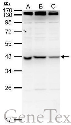 nm23-H7 antibody