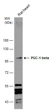 Rat tissue extract (50 μg) was separated by 7.5% SDS-PAGE, and the membrane was blotted with PGC-1 beta antibody (GTX129682) diluted at 1:500.