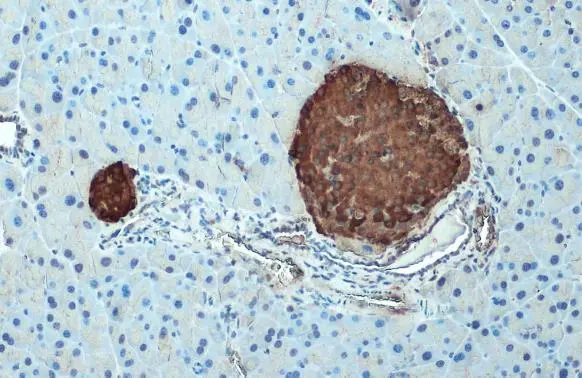 C-Peptide antibody