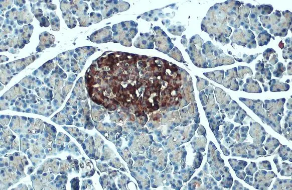 C-Peptide antibody