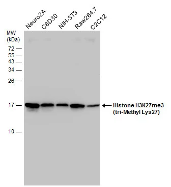 Various whole cell extracts (30 μg) were separated by 15% SDS-PAGE, and the membrane was blotted with Histone H3K27me3 (tri-Methyl Lys27) antibody (GTX129774) diluted at 1:1000. Various whole cell extracts (30 μg) were separated by 15% SDS-PAGE, and the membrane was blotted with Histone H3K27me3 (tri-Methyl Lys27) antibody (GTX129774) diluted at 1:1000.