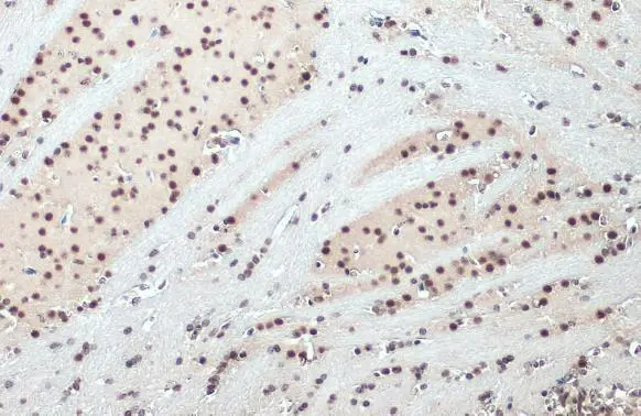 SNRPE antibody detects SNRPE protein at nucleus by immunohistochemical analysis. Sample: Paraffin-embedded mouse brain. SNRPE stained by SNRPE antibody (GTX129801) diluted at 1:500. Antigen Retrieval: Citrate buffer, pH 6.0, 15 min