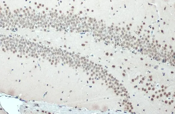 SNRPE antibody detects SNRPE protein at nucleus by immunohistochemical analysis. Sample: Paraffin-embedded mouse brain. SNRPE stained by SNRPE antibody (GTX129801) diluted at 1:500. Antigen Retrieval: Citrate buffer, pH 6.0, 15 min